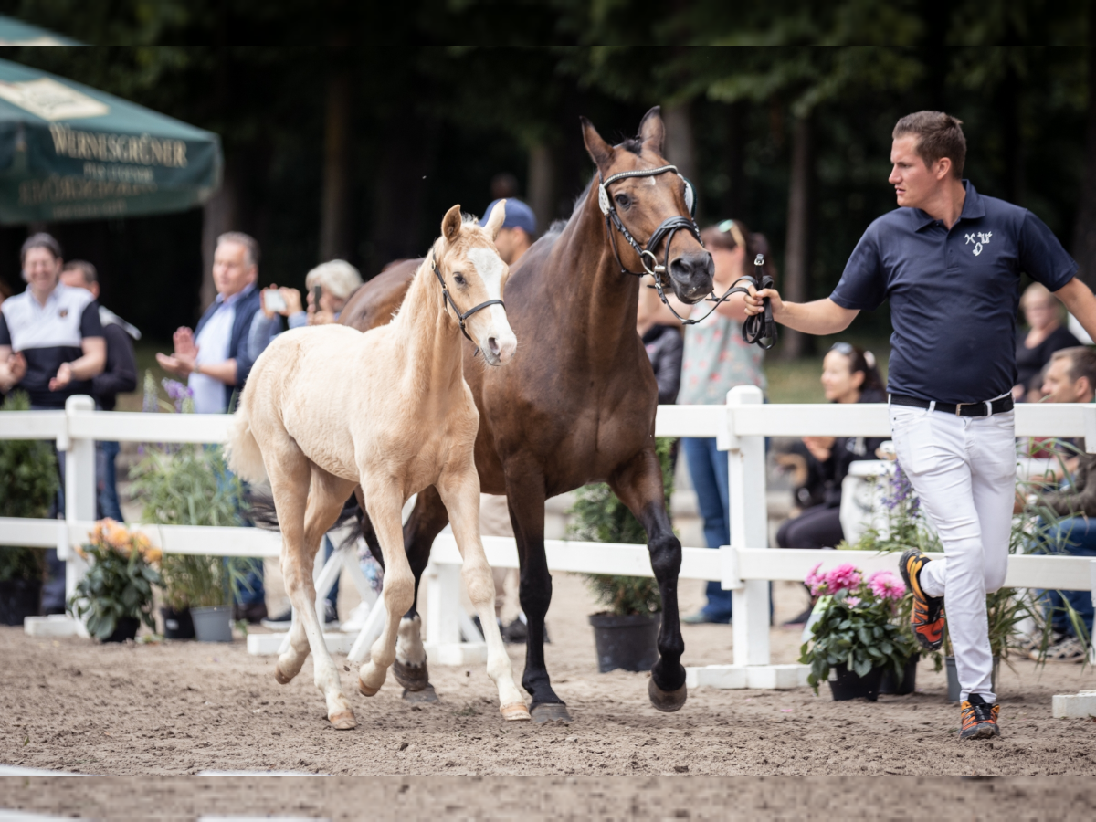 More ponies/small horses Stallion 1 year 14,2 hh Palomino in Moers