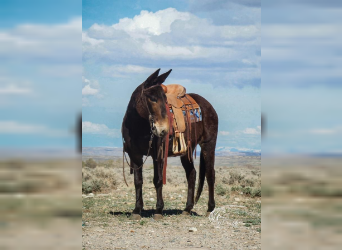Mule, Mare, 13 years, 15 hh, Brown
