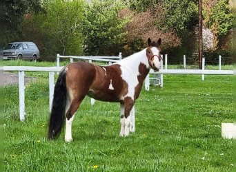 Mustang (american), Mare, 4 years, 15.1 hh, Pinto