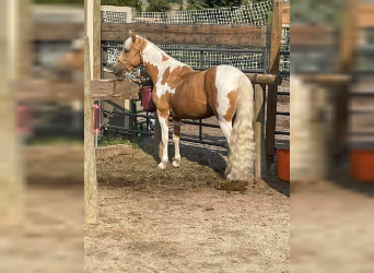 Mustang (american), Mare, 5 years, 14.2 hh, Pinto