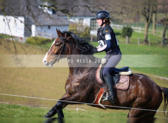 New Forest Pony, Gelding, 18 years, 13.3 hh, Bay