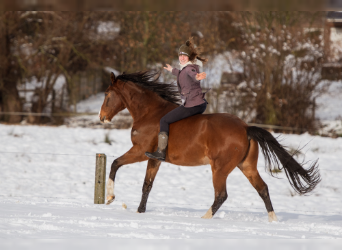 New Forest Pony, Gelding, 18 years, 13.3 hh, Bay