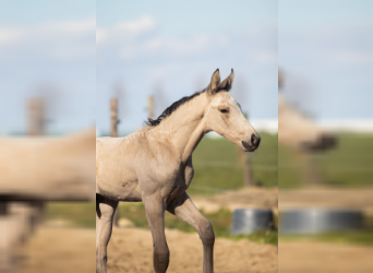 NRPS, Stallion, Foal (03/2023), 16.2 hh, Buckskin