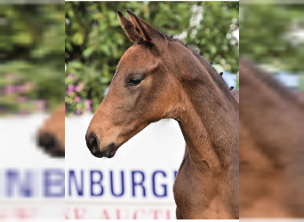 Oldenburg, Stallion, Foal (02/2023), 17 hh, Brown