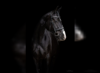 Oldenburg, Stallion, Foal (03/2023), Black