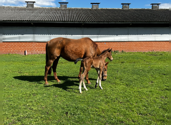 Oldenburg, Stallion, Foal (03/2023), Brown
