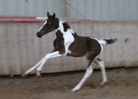 Other Warmbloods, Mare, Foal (03/2023), 16.2 hh, Pinto