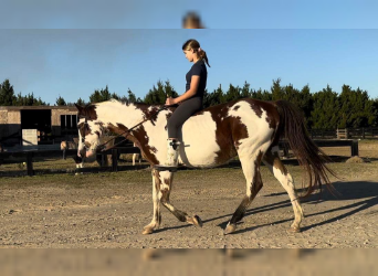 Paint Horse, Gelding, 13 years, 15 hh, Overo-all-colors