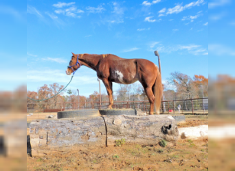 Paint Horse, Mare, 14 years, 15 hh, Sorrel