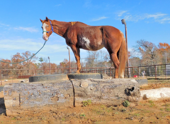 Paint Horse, Mare, 14 years, 15 hh, Sorrel