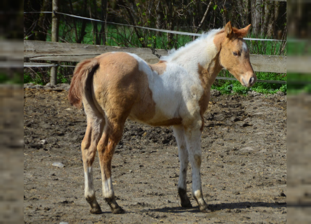 Paint Horse, Mare, Foal (01/2023), 14.2 hh, Champagne