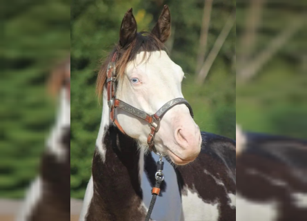 Paint Horse, Stallion, 5 years, 14.1 hh, Pinto