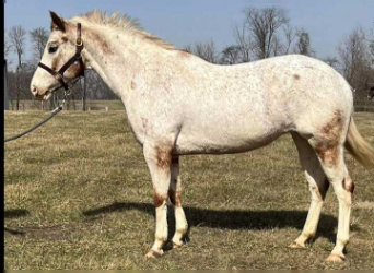 Pony of the Americas, Mare, 11 years, Sorrel