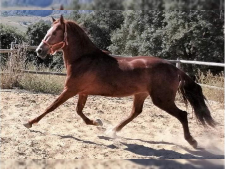 PRE Mix Stallion 6 years 15,2 hh Chestnut-Red in Malaga