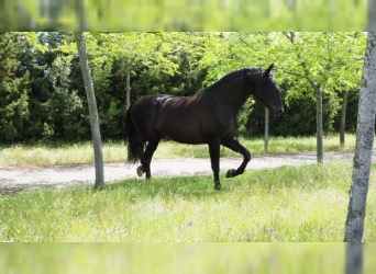 PRE, Stallion, 8 years, 17.2 hh, Black