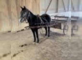 Quarter Pony, Gelding, 5 years, 12 hh, Roan-Blue