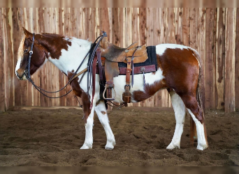 Quarter Pony, Mare, 10 years, Sorrel