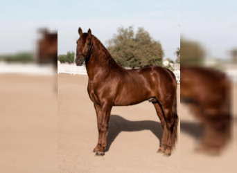 Spanish Sporthorse, Gelding, 5 years, 17 hh, Chestnut-Red