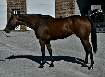 Thoroughbred, Mare, 9 years, 15 hh, Bay