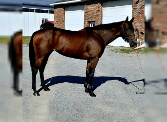 Thoroughbred, Mare, 9 years, 15 hh, Bay