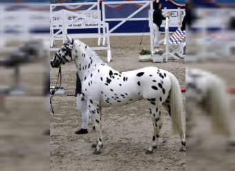Knabstrup, Stallion, 3 years, 15.2 hh, Leopard-Piebald