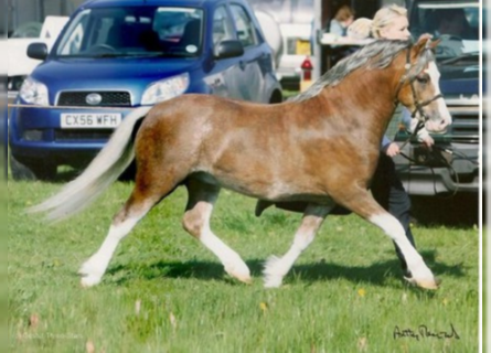 Welsh A (Mountain Pony), Stallion, 17 years, 11.1 hh, Chestnut-Red