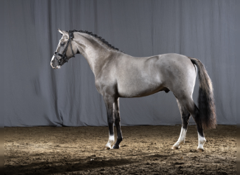 German Riding Pony, Stallion, 6 years, 14.1 hh, Grullo