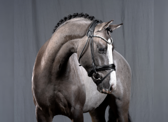 German Riding Pony, Stallion, 6 years, 14.1 hh, Grullo