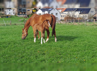 Westphalian, Mare, Foal (04/2023), Brown