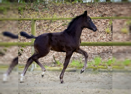 Westphalian, Mare, Foal (02/2023), Smoky-Black