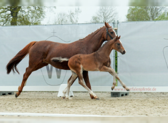 Westphalian, Stallion, Foal (02/2023), 16.1 hh, Bay-Dark
