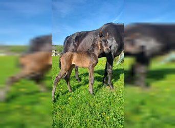 Westphalian, Stallion, Foal (05/2023), Bay-Dark