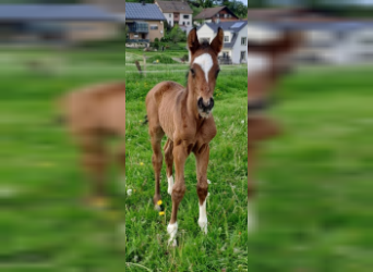 Westphalian, Stallion, Foal (05/2023), Brown
