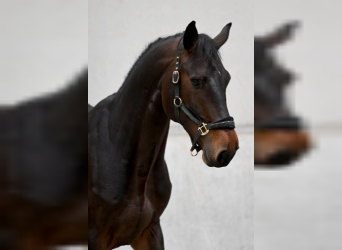 Zangersheider, Stallion, 4 years, 16.3 hh, Brown