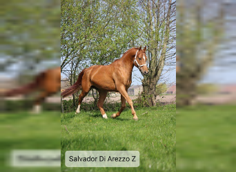 Zangersheider, Stallion, Foal (04/2023), 16.1 hh, Pinto