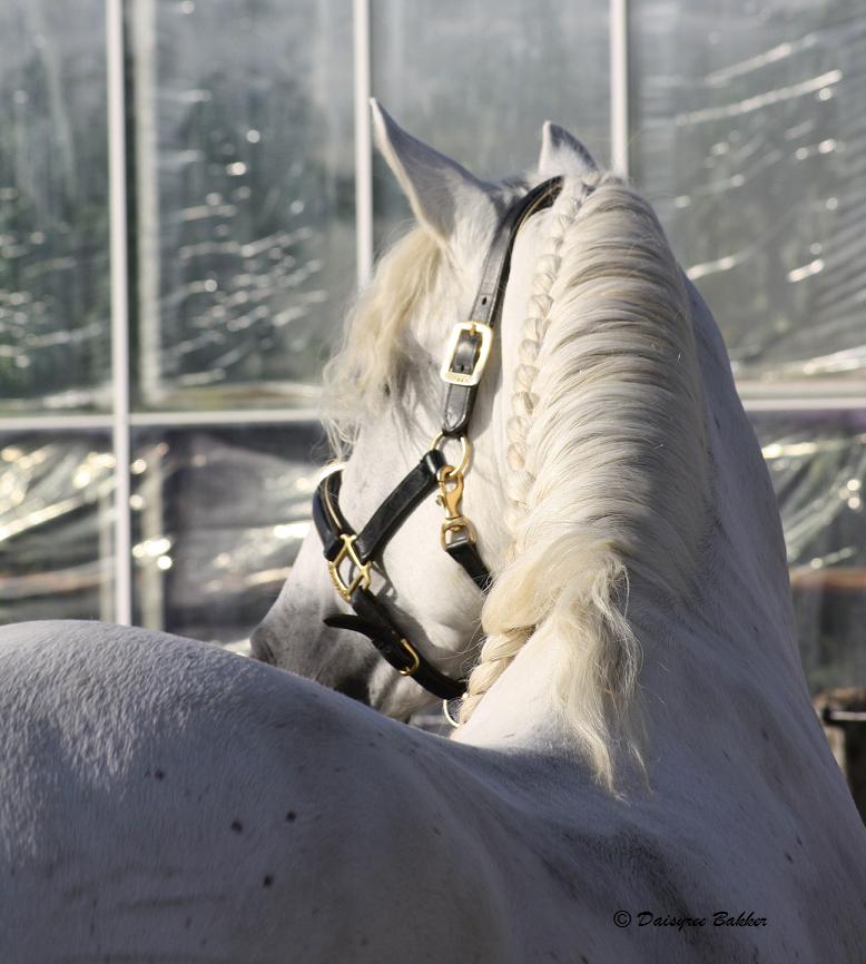 Rear view of an Andalusian horse showing flank, hindquarters, and tail