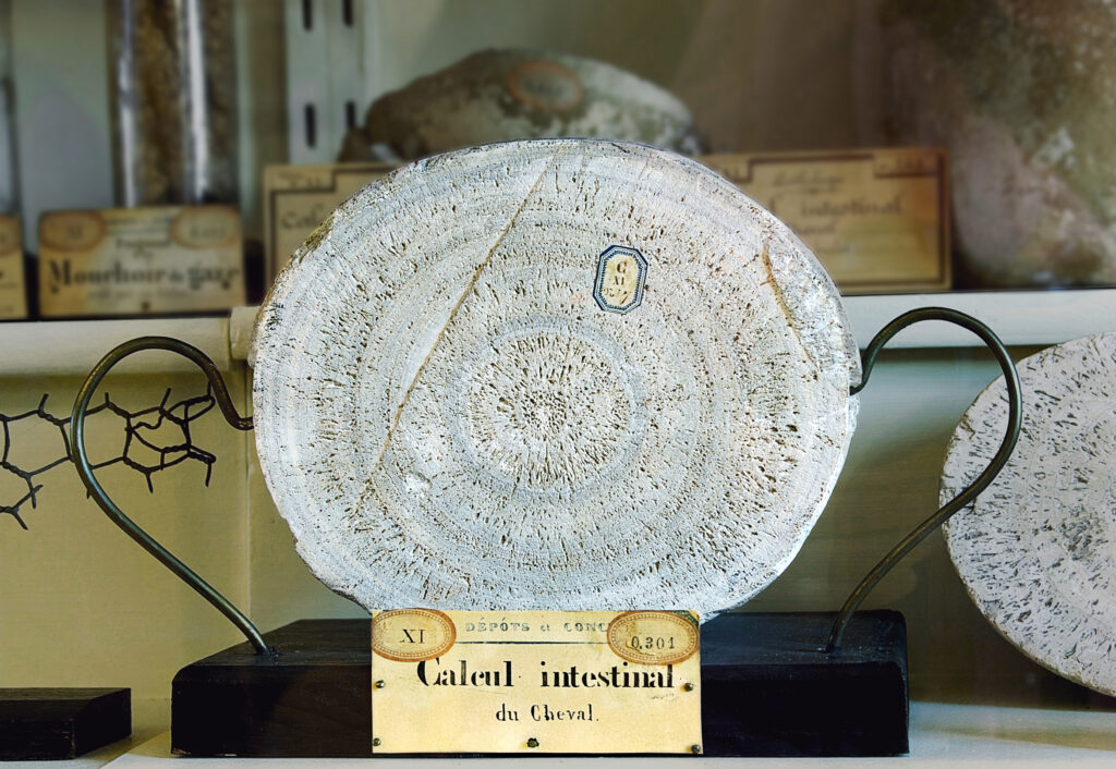 Cross-section of a horse intestinal enterolith calculus stone from the Museum Fragonard at the National Veterinary School of Alfort France