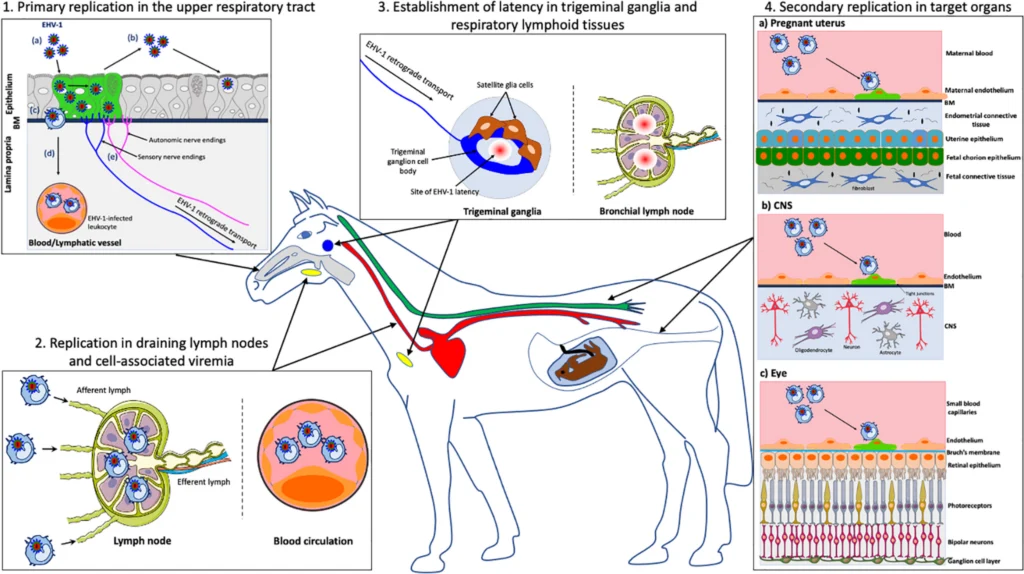 Schematic diagram showing EHV-1 equine herpesvirus type 1 infection pathogenesis and viral spread in horses