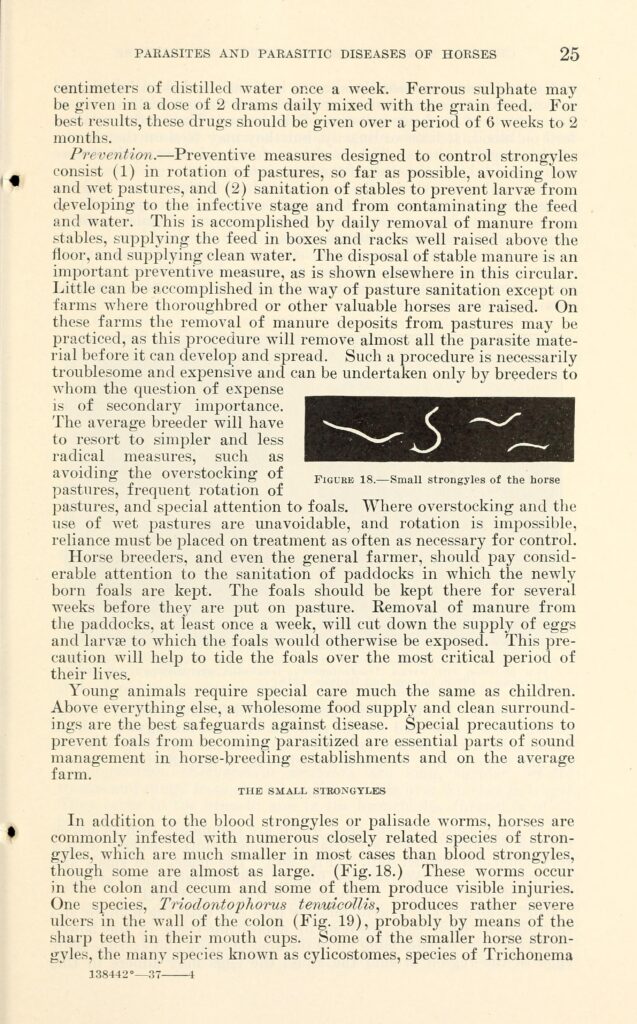 Scientific illustration of equine internal parasites strongyles and related nematodes from a veterinary parasitology reference 1943