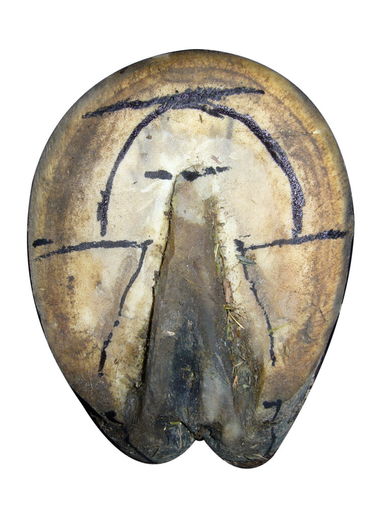 Labeled anatomical diagram of the underside of a horse hoof showing frog sole wall heel toe and quarter regions