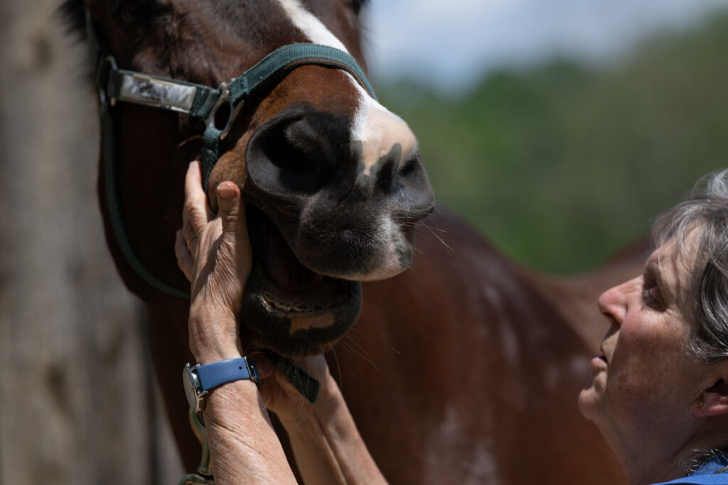 Veterinarian examining a horse during a general health evaluation